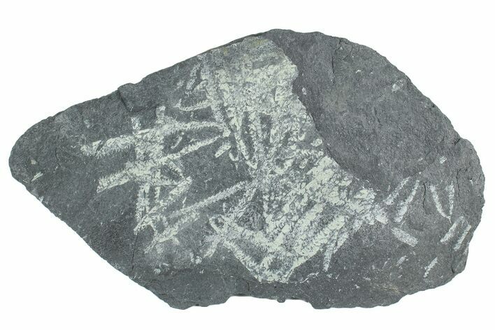 Fossil Graptolite Cluster (Didymograptus) - Wales #242399